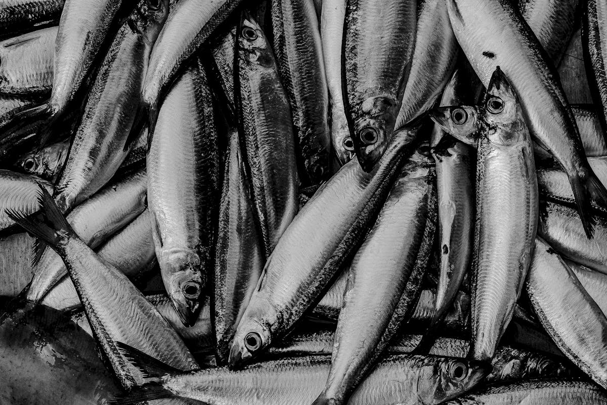 Jedzenie śledzi: czy to zawsze dobry pomysł?